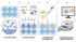 Schematic of the four-step in-vitro testing process, from canine or feline cells to measurable efficacy data.