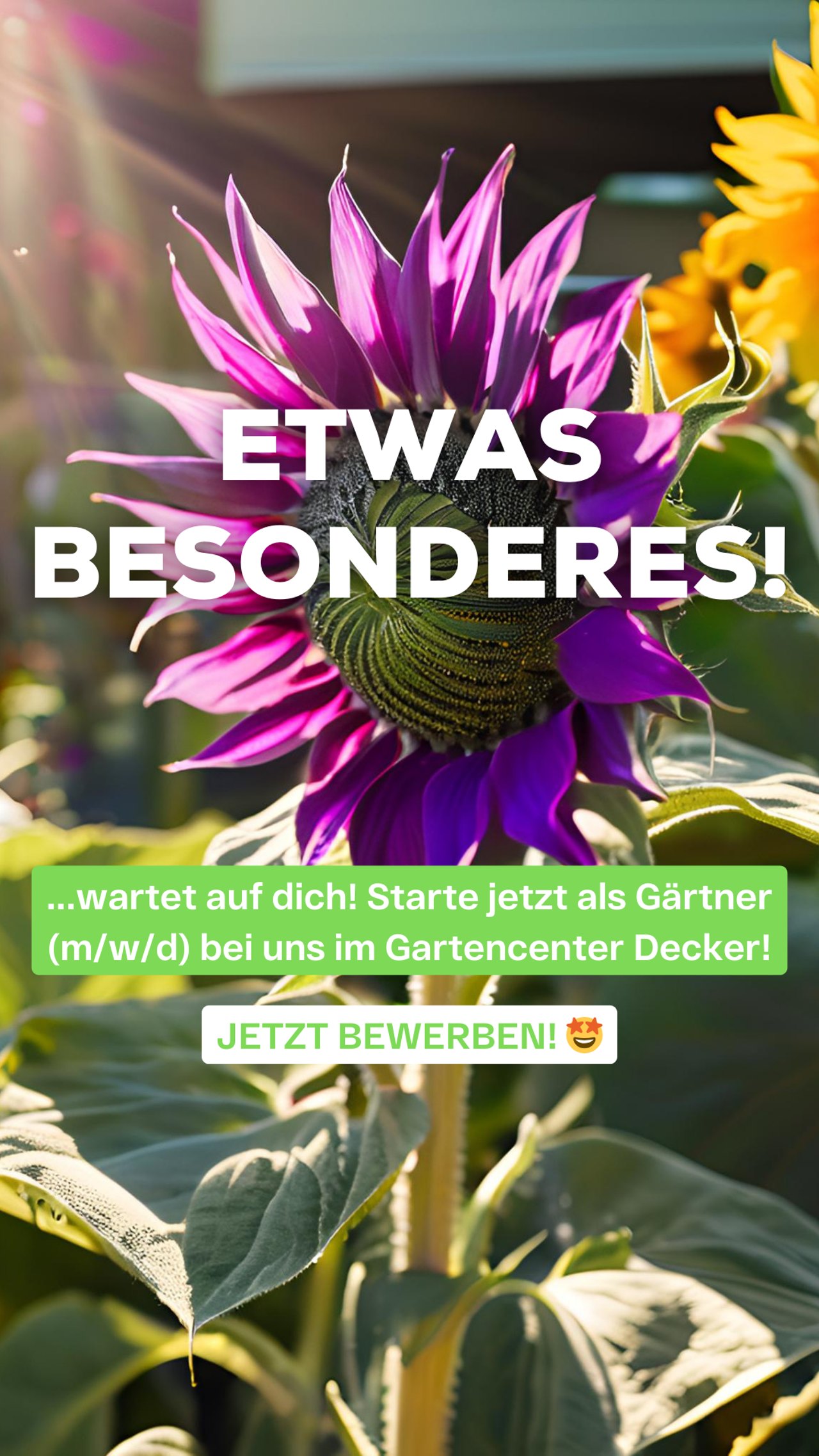 Recruiting-Anzeige Blumen Decker: Sonnenblume, „Etwas Besonderes wartet auf dich!“ Gärtner (m/w/d)