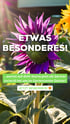 Lila Sonnenblume mit Text "ETWAS BESONDERES! ...wartet auf dich! Starte jetzt als Gärtner (m/w/d) bei uns im Gartencenter Decker! JETZT BEWERBEN!"
