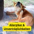 Ein brauner Hund kratzt sich am Ohr, mit Text "Allergiker & Unverträglichkeiten" auf gelbem Hintergrund.