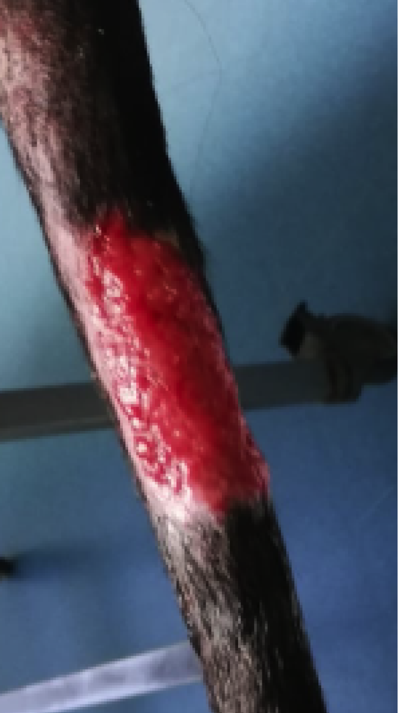 Fallbeispiel alte Wunde an Rute Ausgangssituation vor AMAMUS Vet coldPlasma Behandlung