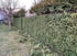 Heckenschnitt Rostock | GartenHeld Tom Behnisch