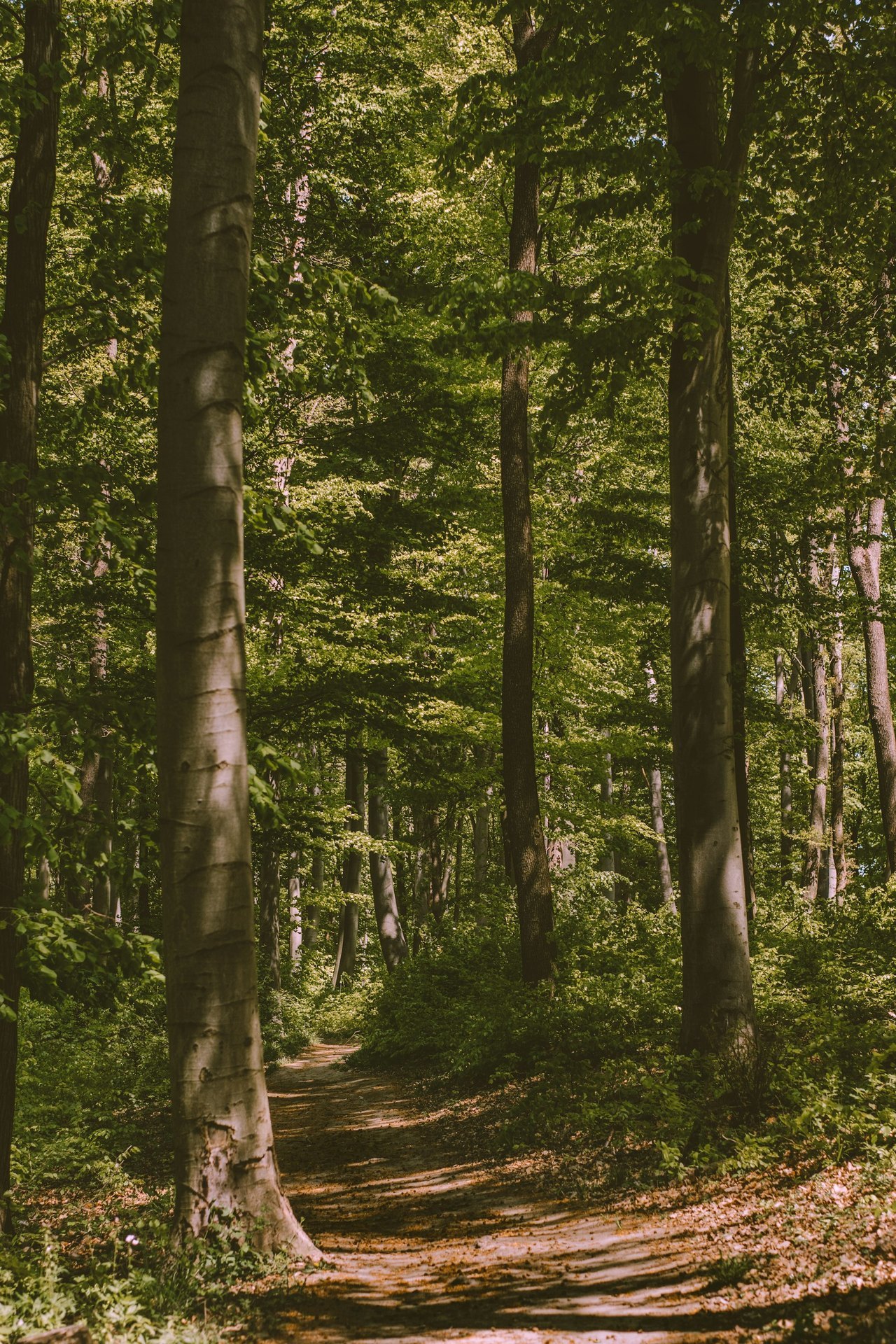 wald.jpeg