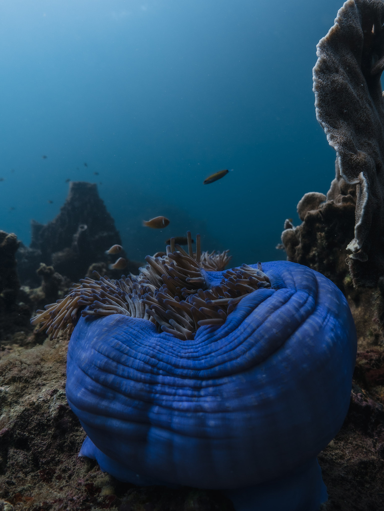 Nacktschnecke in Neonfarben