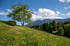 Ein Baum steht auf einer blühenden Wiese mit Bergen und blauem Himmel im Hintergrund.