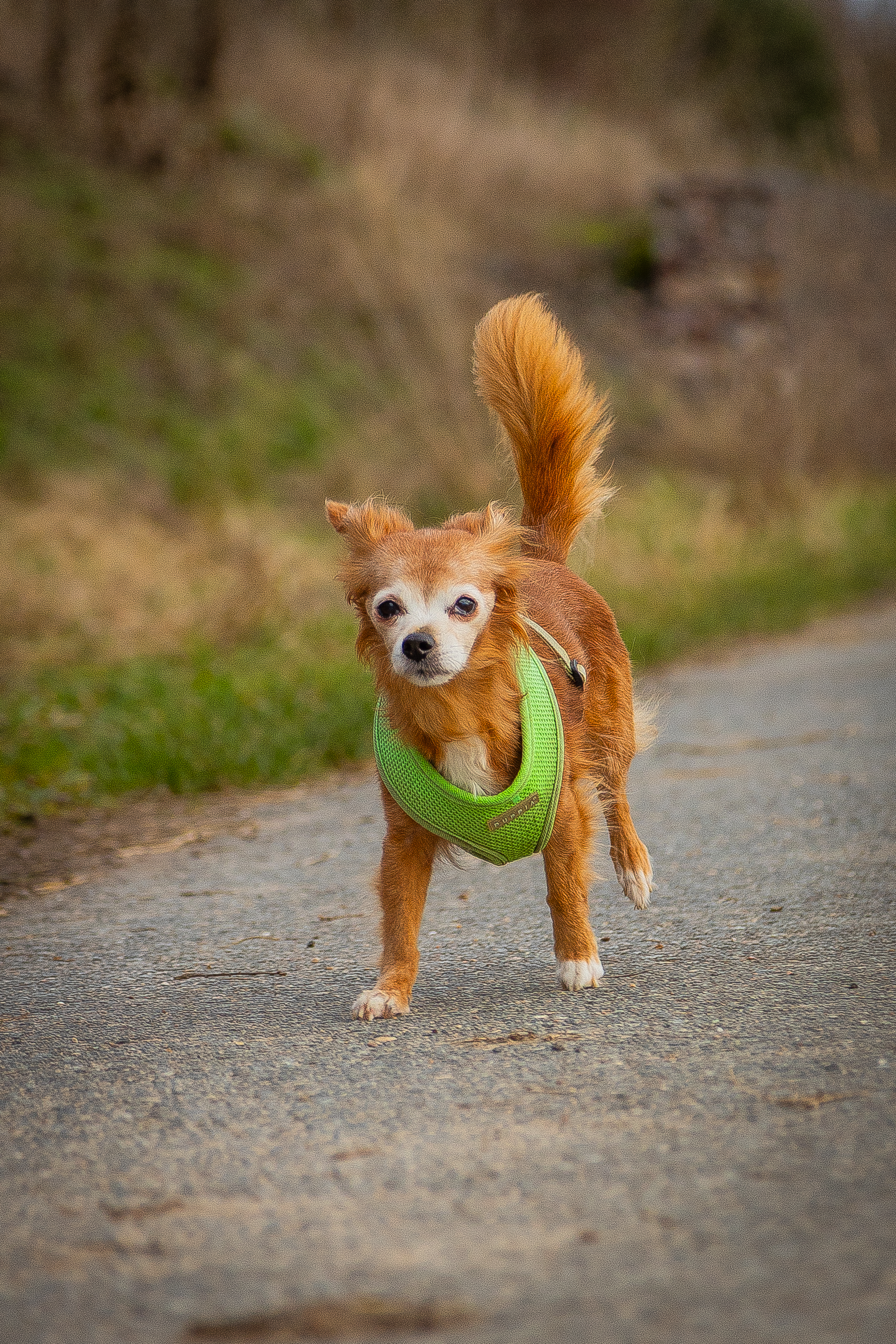 Hundefotografie