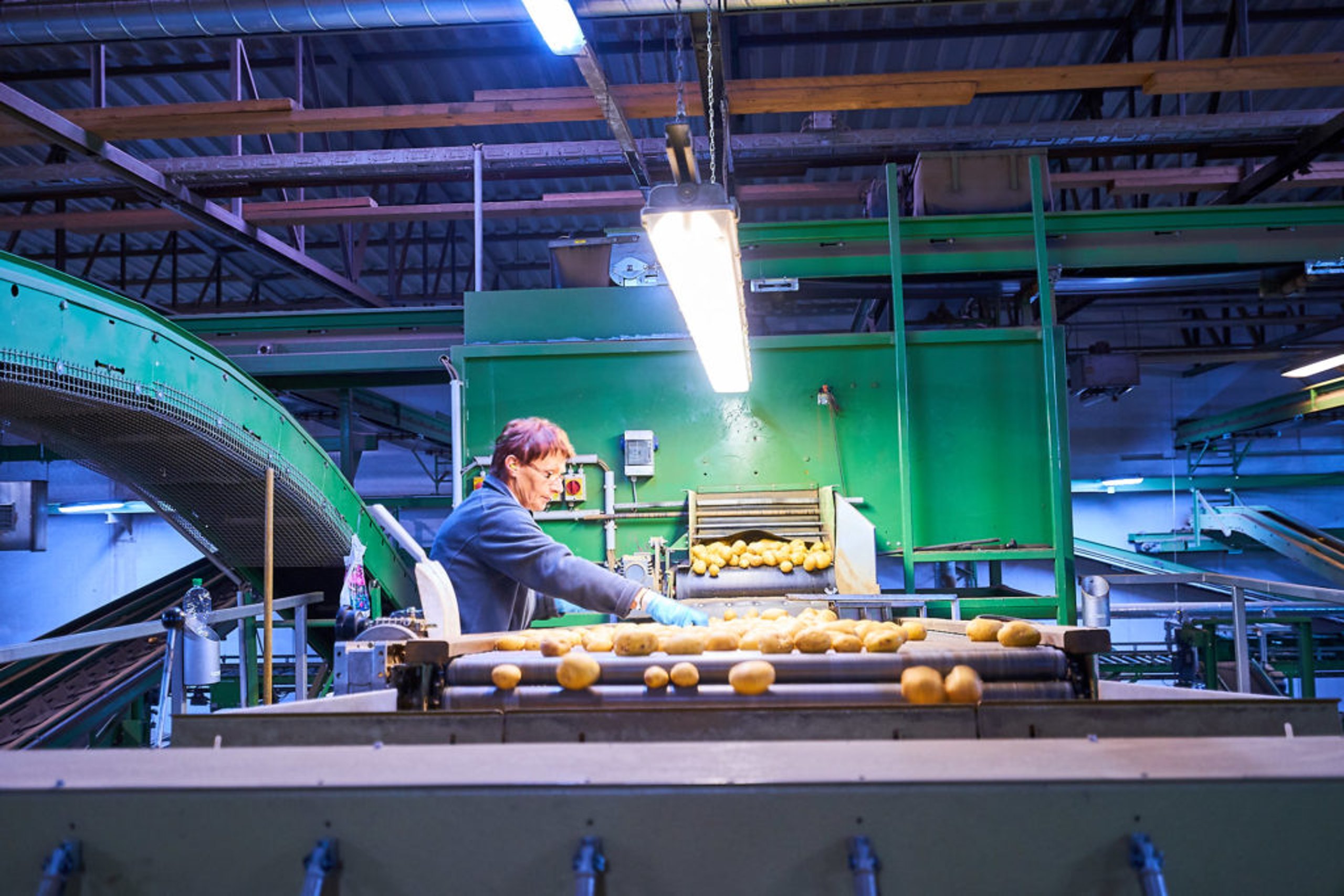 Sorting belts with potatoes