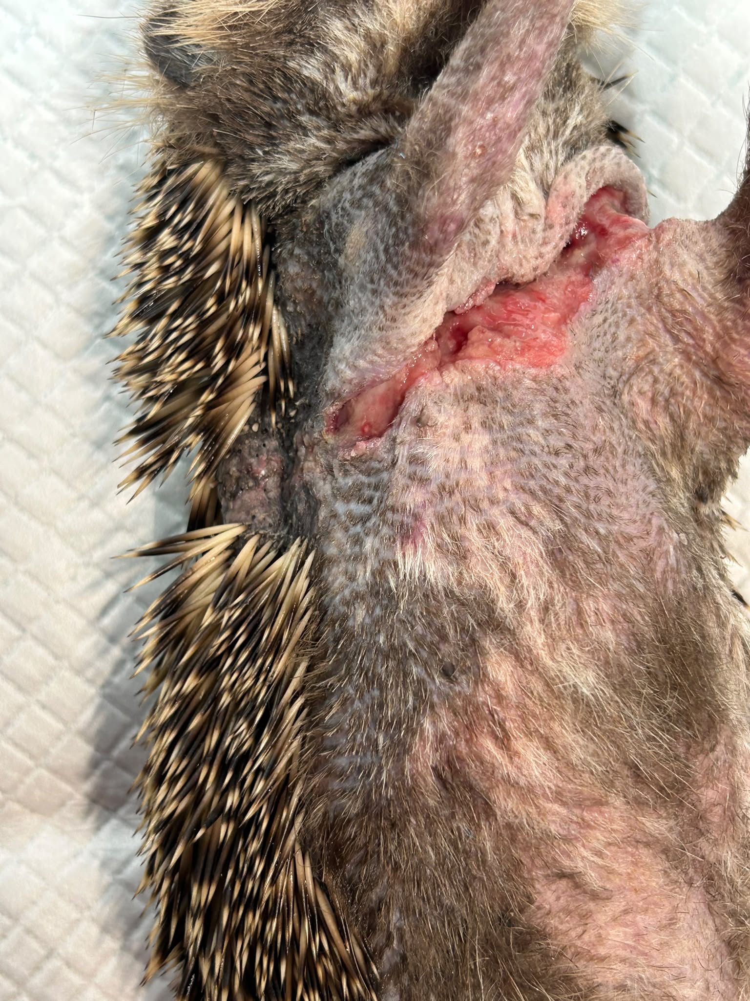 Fallbeispiel Igel Wunde Situation vor AMAMUS Vet coldPlasma Behandlung