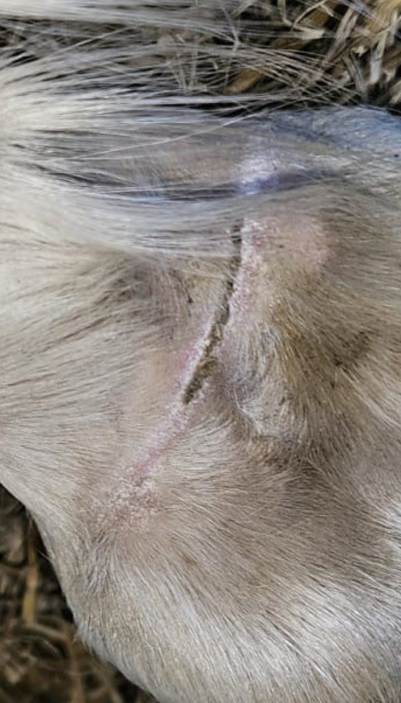 Fallbeispiel Wunde Wesselbeuge Pferd Situation nach AMAMUS Vet coldPlasma Behandlung