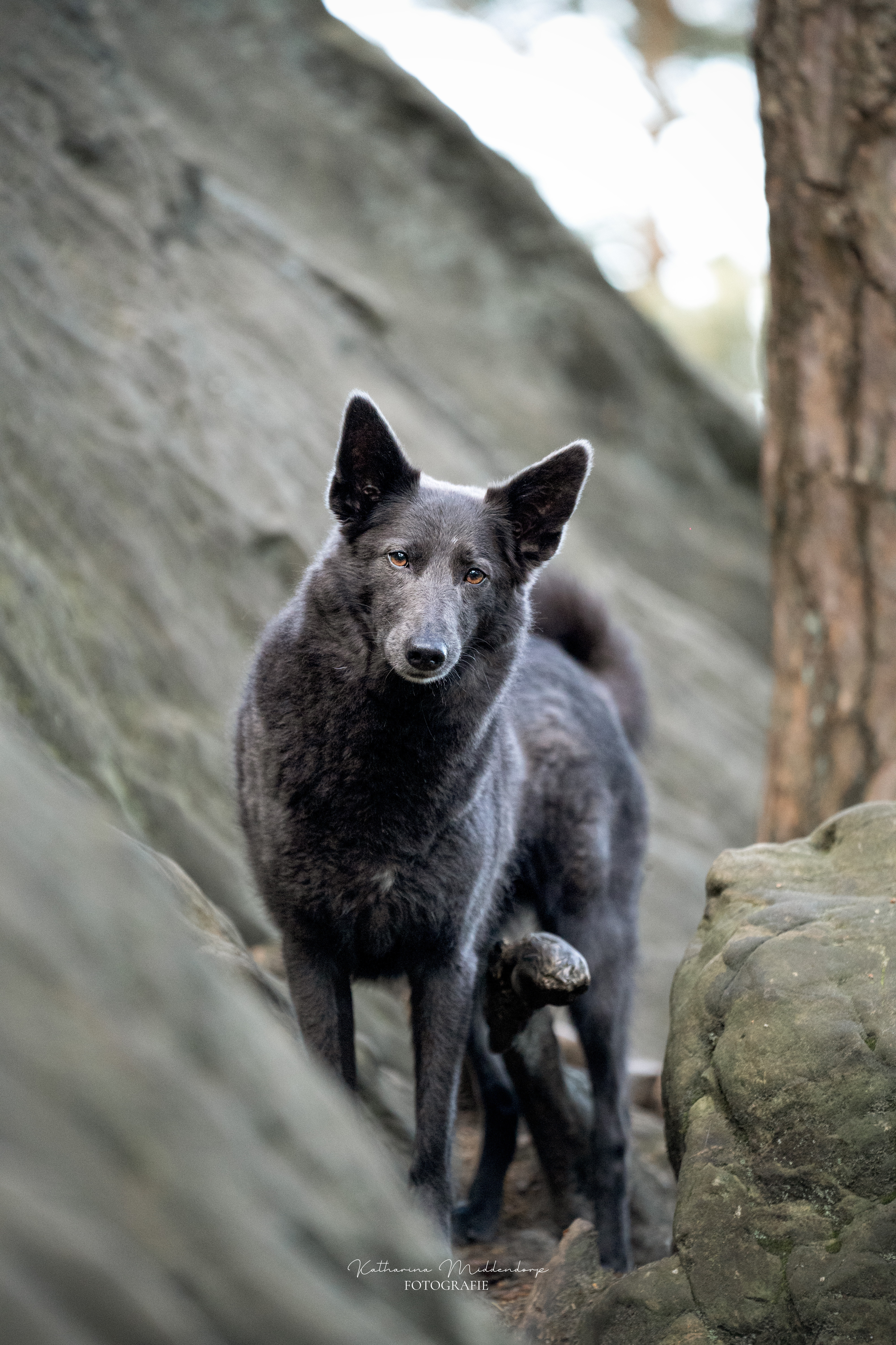 Hundefotografie von Katharina Middendorp