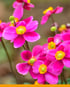 CultivaPlan Gartenbau
