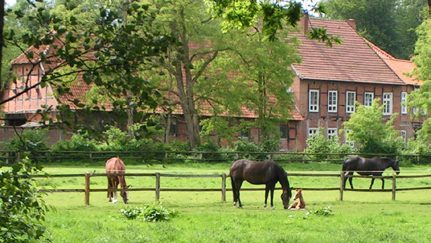Pferde auf der Weide vor einem Hof