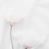 Nahaufnahme einer weißen Eustoma-Blüte mit roten Akzenten auf einem weißen Tuch.