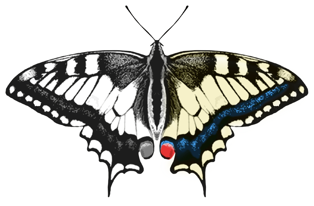 Ein schwarz-gelber Schwalbenschwanz-Schmetterling mit blauen und roten Markierungen auf den Flügeln.