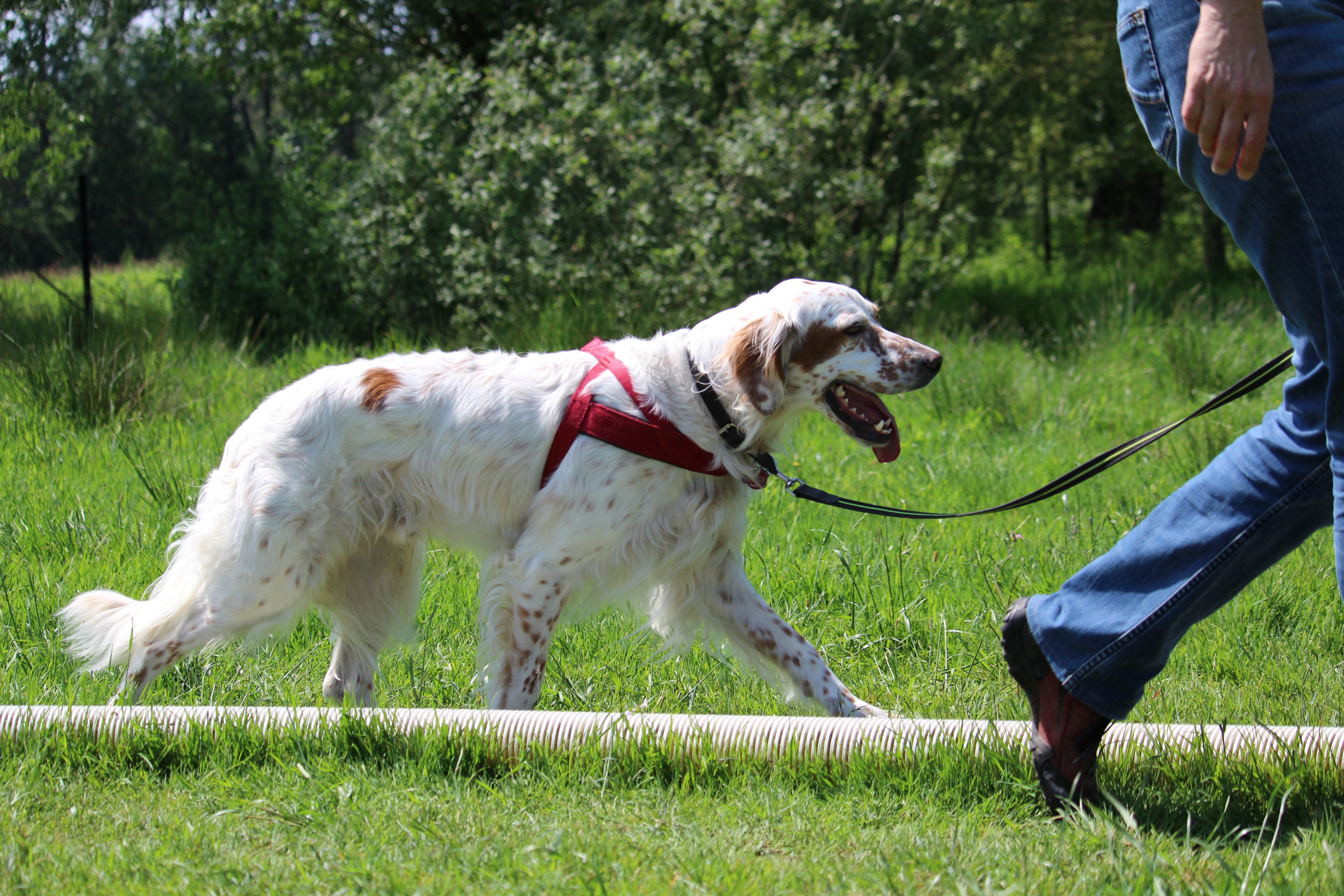 Longieren mit Hund