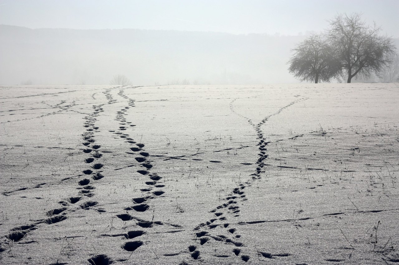 Fußspuren ziehen sich in Bögen über ein verschneites Feld auf kahle Bäume im Morgennebel zu.
