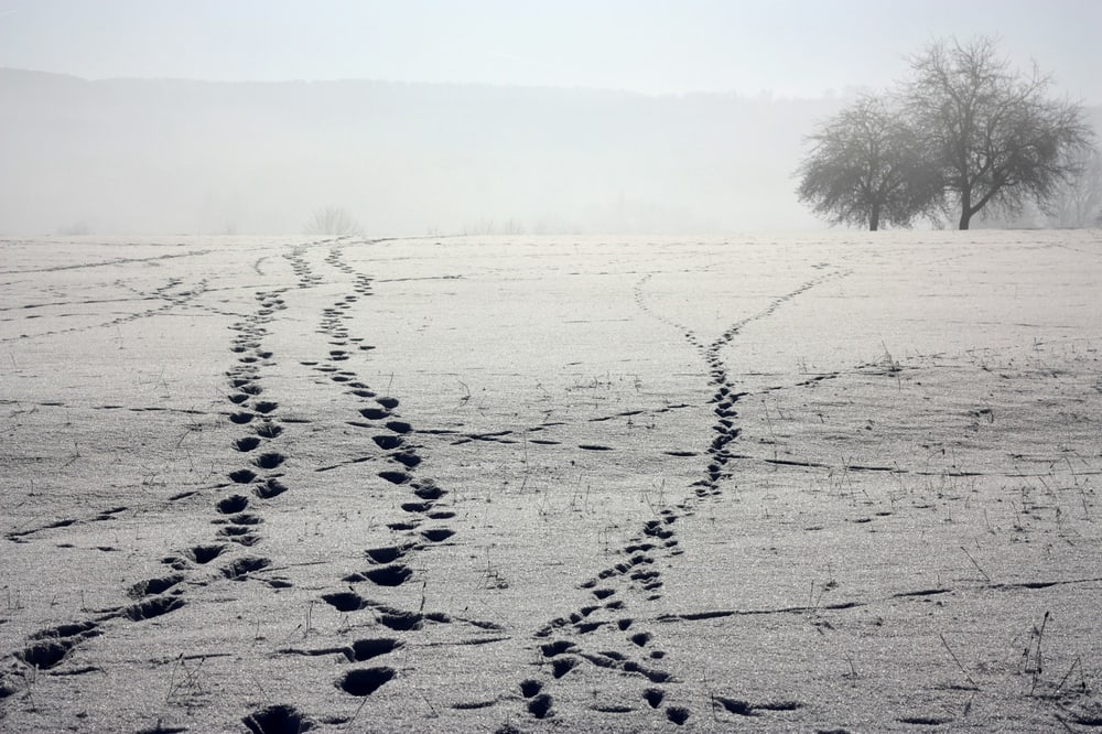 Fußspuren ziehen sich in Bögen über ein verschneites Feld auf kahle Bäume im Morgennebel zu.