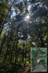 Sonniger Waldweg in der Umgebung von Wegberg mit dichtem Baumbestand und kleinem Hund beim Spaziergang