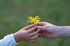 Eine Hand reicht einer kleineren Hand eine gelbe Blume vor grünem Hintergrund.