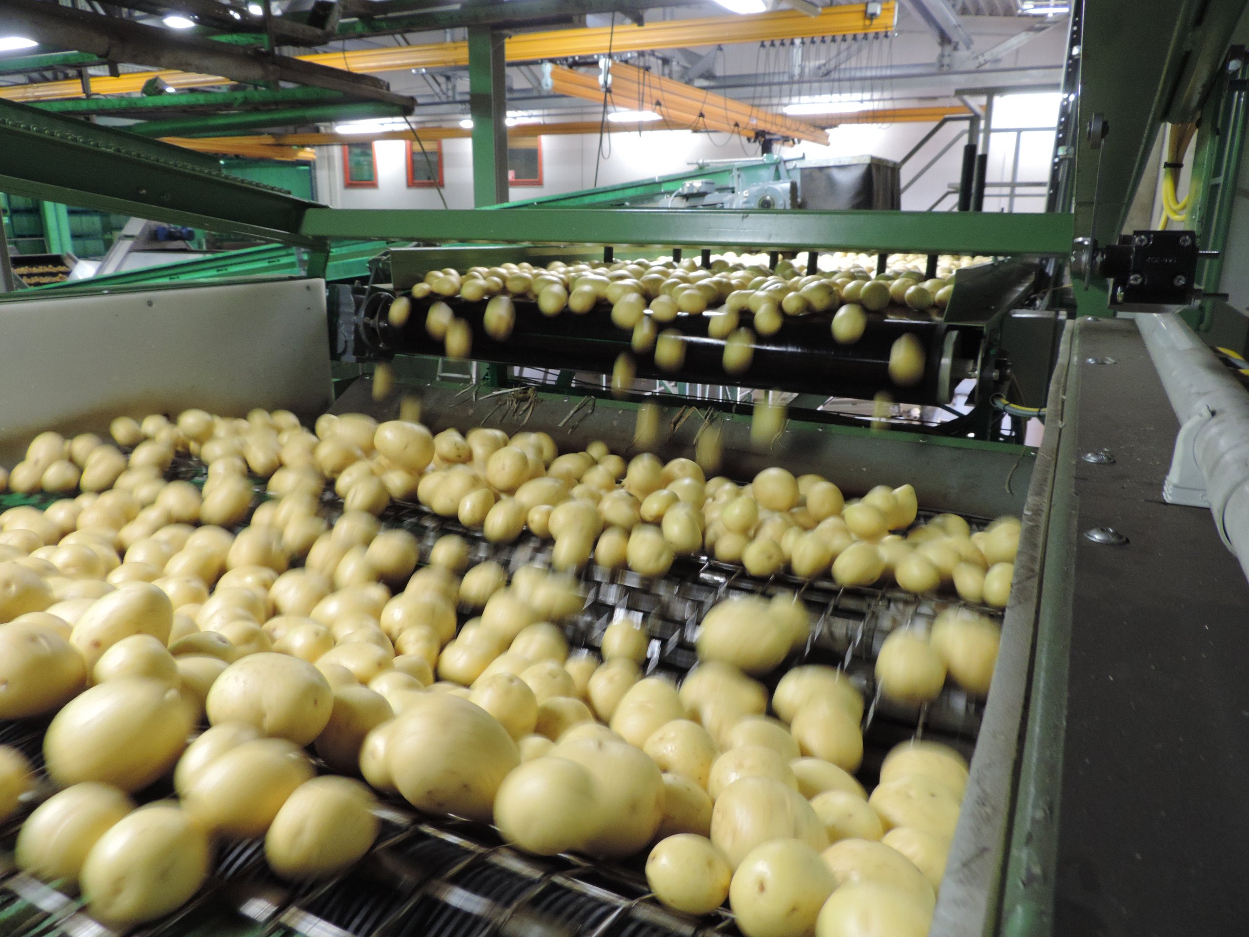 Potatoes on a conveyor belt