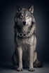 Grauer Wolf sitzt frontal vor dunklerem Studiohintergrund und blickt konzentriert direkt nach vorn. Typografisches Poster aus der Kollektion WILD WITHIN mit dem Wort „FOCUS.“
