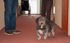 Ein kleiner, wuscheliger grauer Hund steht an einer Leine in einem Flur zwischen zwei Personen; im Hintergrund ein Rollstuhl.