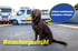 Brauner Labrador vor weißen Transportern, Sprechblase mit „Einfach vorbeikommen, schnuppern, anfangen.“ #machergesucht