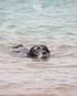 Ein schwarzer Labrador schwimmt im Wasser am Hundestrand, nur der Kopf und Rücken ragen aus den Wellen heraus.