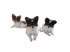 Drei Papillon-Hunde mit charakteristischen Stehohren liegen nebeneinander vor einem schwarzen Hintergrund.