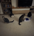 Vier Katzen sitzen auf einem hellen Teppich vor einem Fernseher und beobachten ein interaktives Katzenspielzeug.