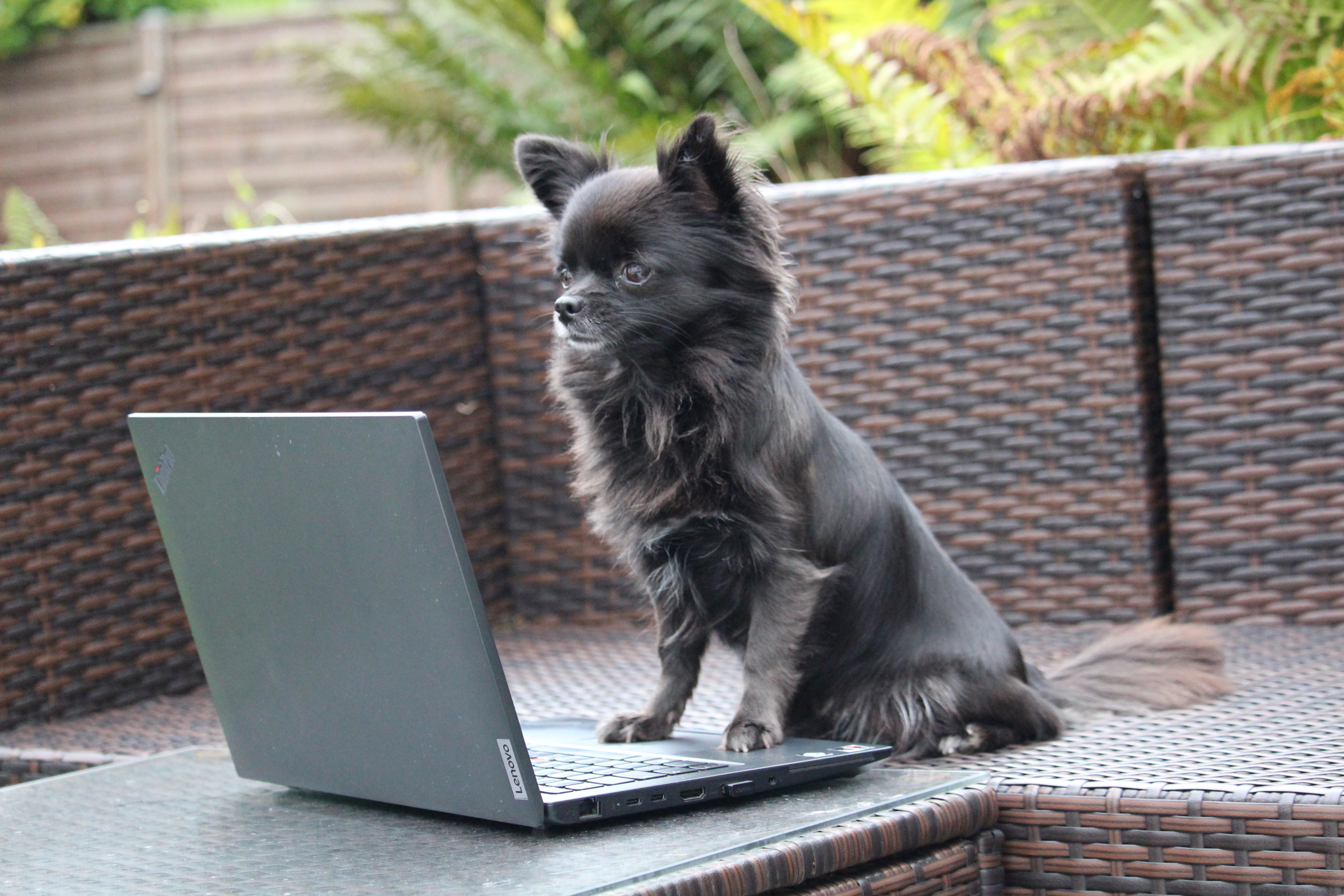 Bürohunde