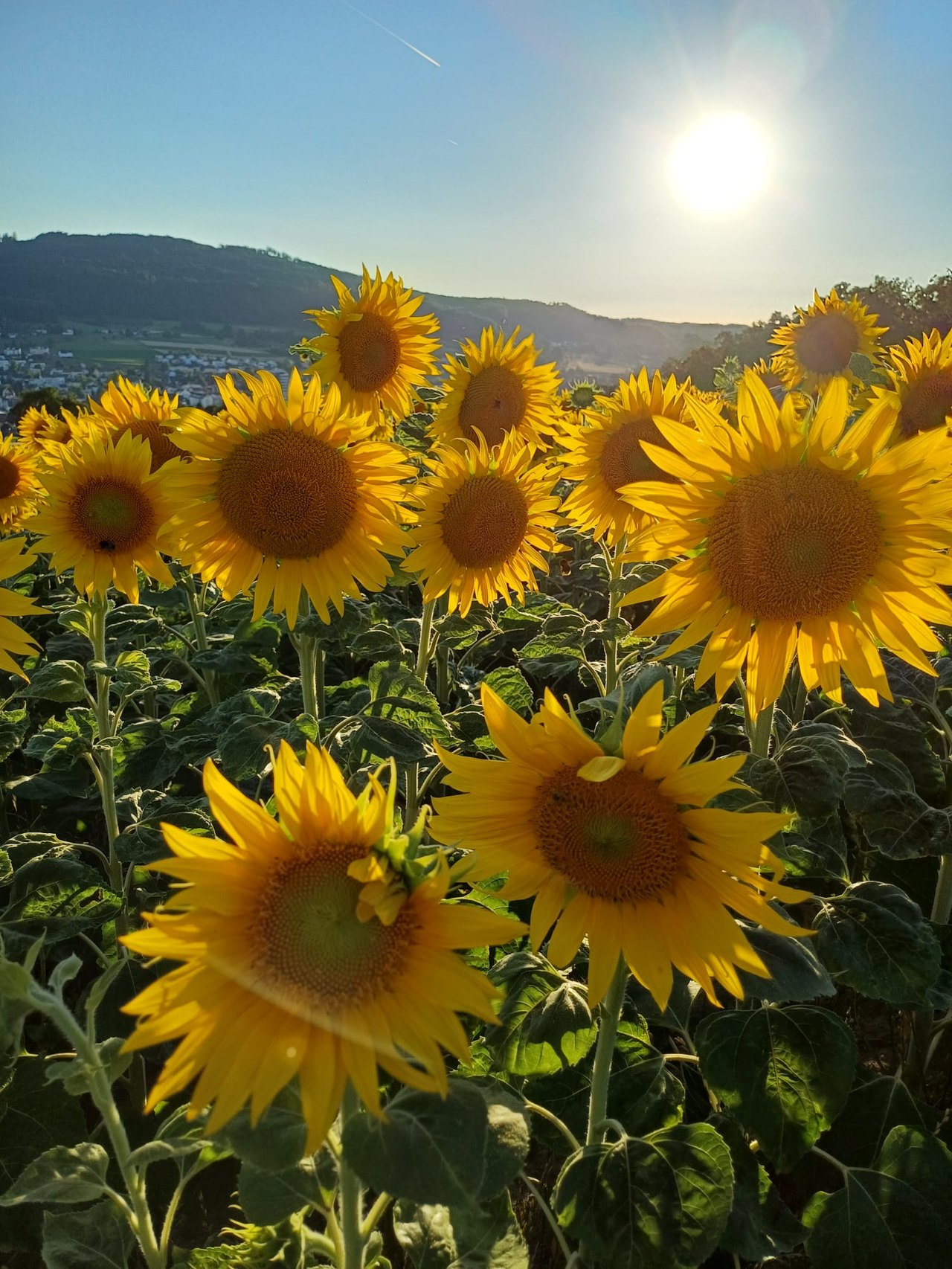 Sonnenblumenfeld bei tiefstehender Sonne