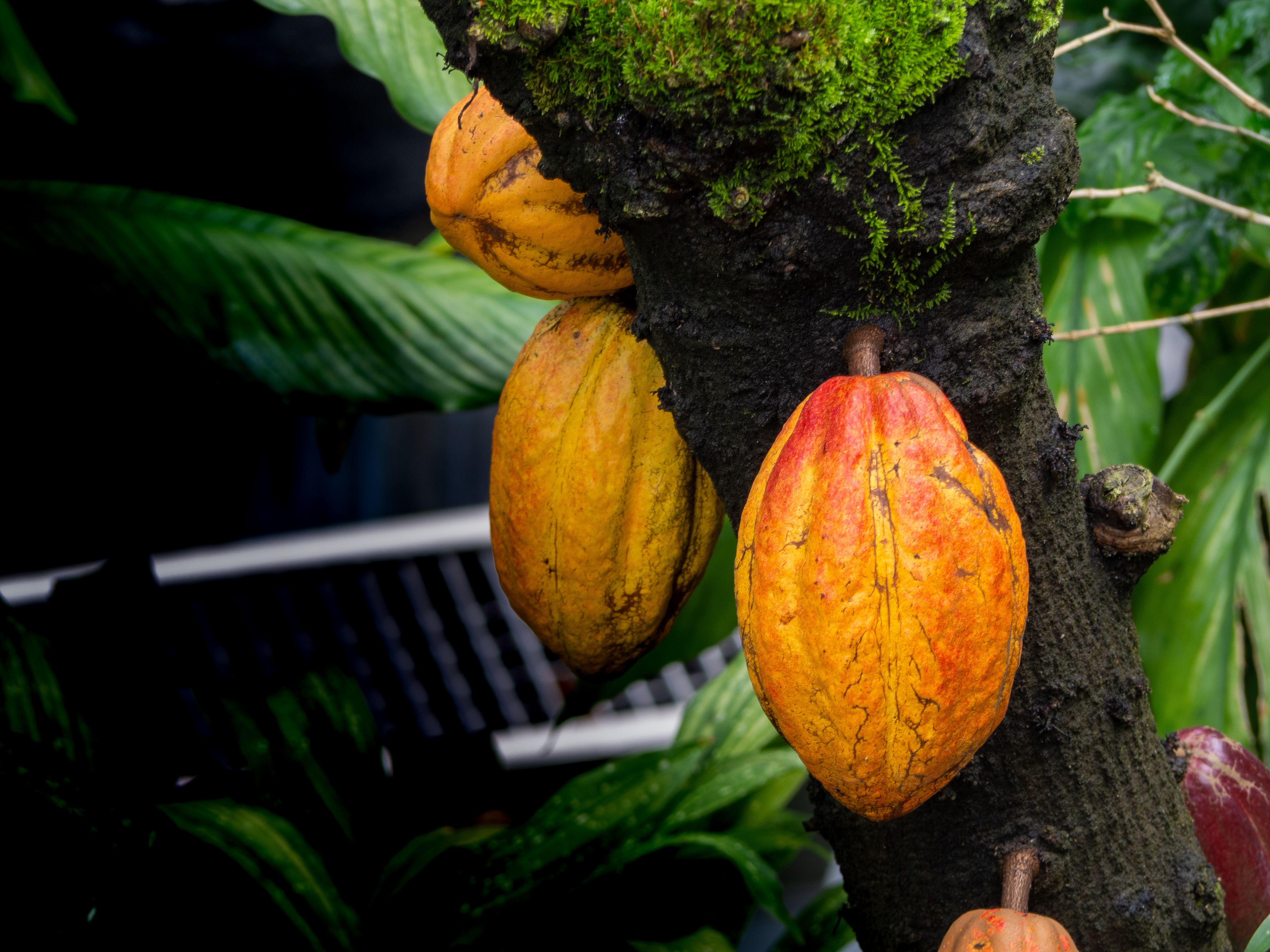 Rohkakao und Superfoods