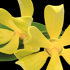 Miée Identität Ylang-Ylang: Das schöne Versprechen
„Die Manifestation von Weiblichkeit und Verführung. Ylang Ylang berührt Deine Sinne und lässt Deinen Phantasien freien Lauf. “
• versprüht gute Laune
• reduziert Stressgefühl
• belebt den Geist