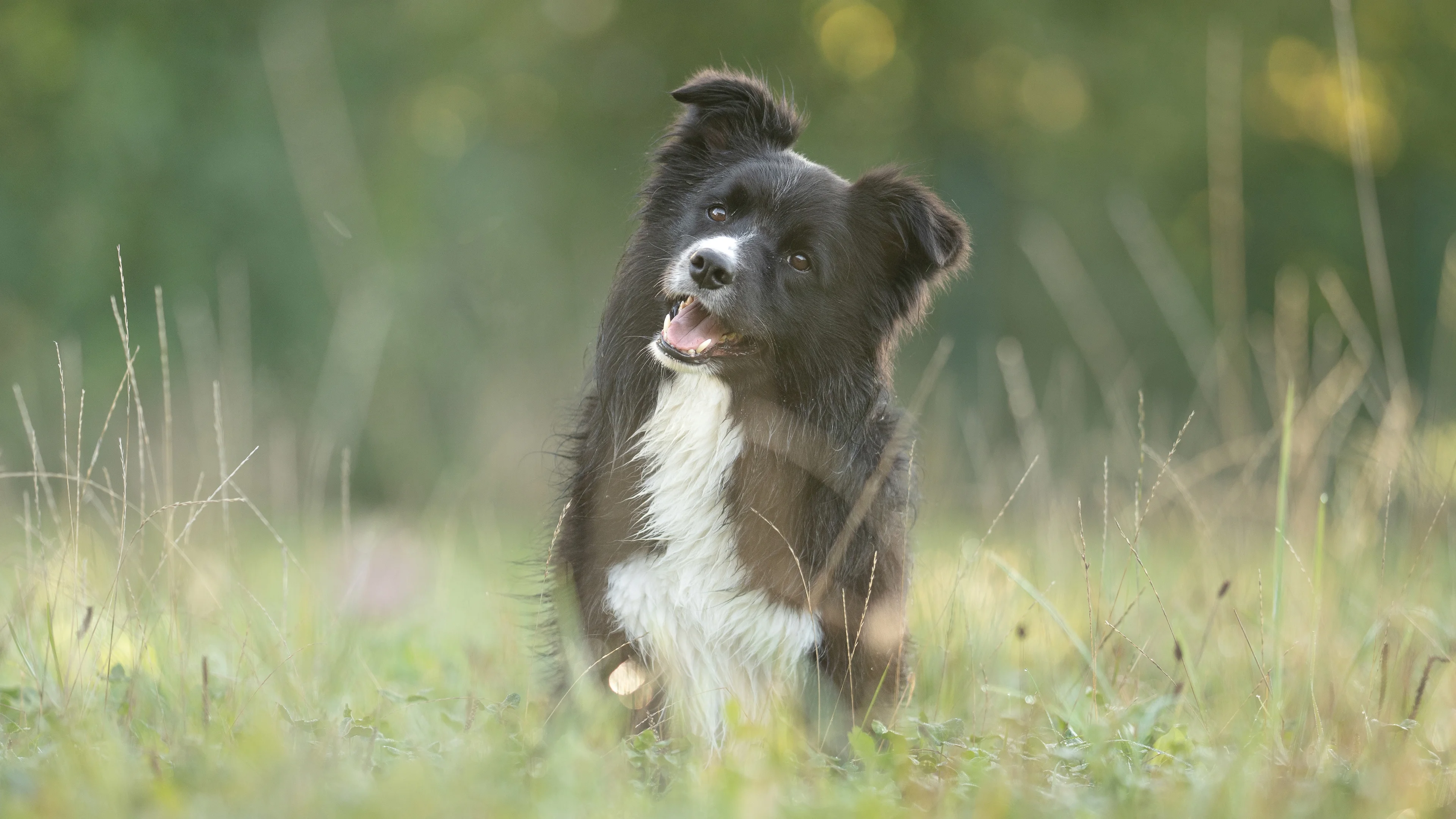 Bürohund Coke, ein Border Collie