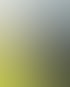 Ein dunkles Pferd mit weißem Stirnfleck steht auf einer grünen Sommerweide im Gegenlicht vor unscharfen Bäumen.