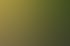 Vier junge grüne Pflanzen wachsen in einer Reihe in dunkler Erde unter warmem Sonnenlicht.