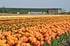 Ein Feld mit orange-gelben Tulpen vor einem grünen Gebäude mit der Aufschrift „JUB HOLLAND“.