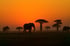 Elephants at sunset in Tarangire National Park, Tanzania