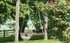 An empty wooden swing set under a tree with red roses and a wooden fence in the background.