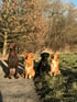 Vier Hunde sitzen auf einem Feldweg: ein brauner, ein schwarzer und zwei goldene Toller.