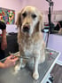 Ein Golden Retriever sitzt auf einem Pflegetisch, während eine Person seine Pfoten mit einer Schere trimmt.