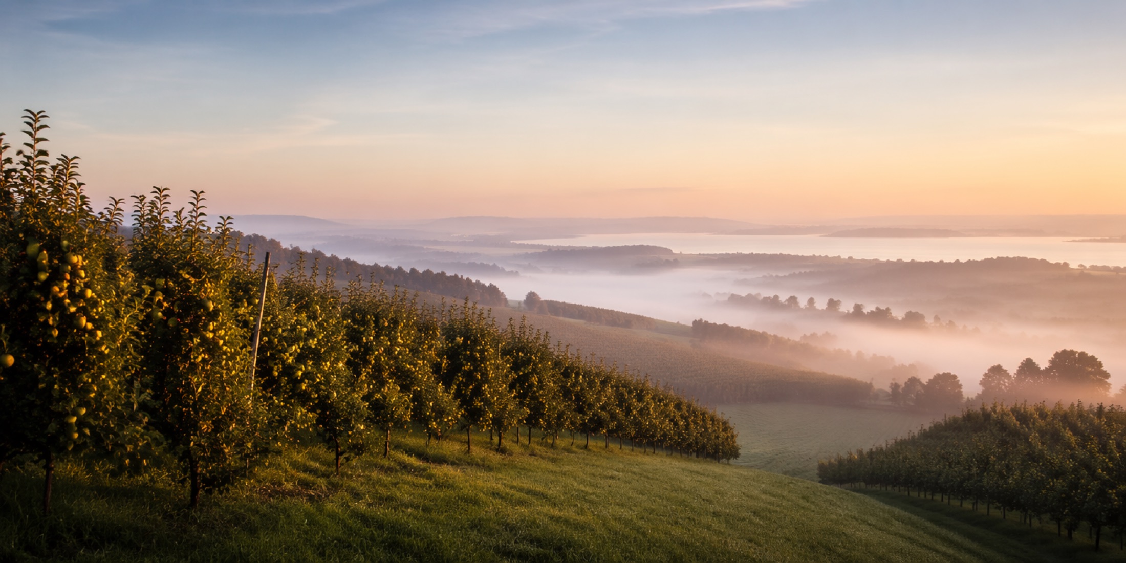 Morgenstimmung über den Obstgärten im Thurgau mit Nebel im Tal und Blick zum Bodensee
