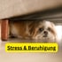 Ein Shih Tzu Hund versteckt sich ängstlich unter einem Sofa; gelbe Textbox: „Stress & Beruhigung“.