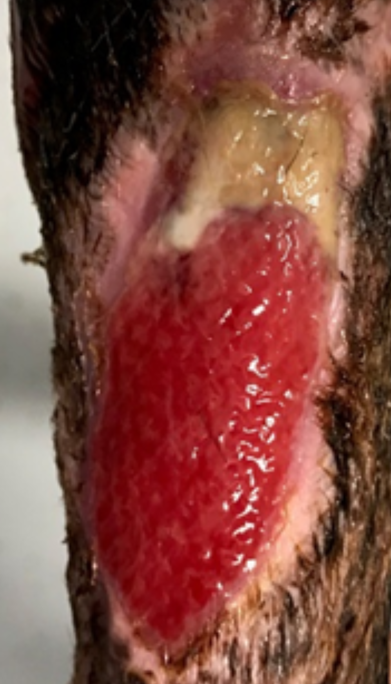 Fallbeispiel Wunde schlecht heilend Ausgangssituation vor AMAMUS Vet coldPlasma Behandlung