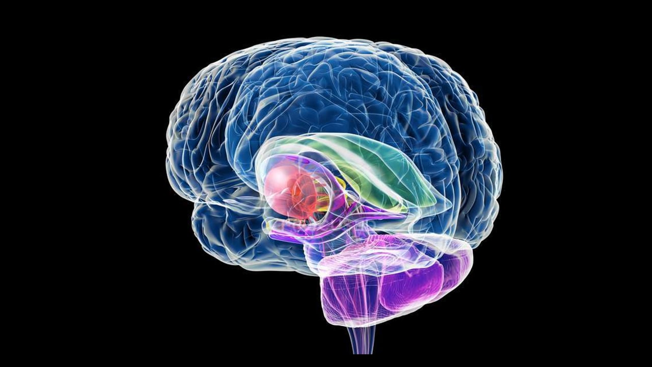 Basierend auf Neurowissenschaften