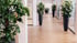 Langer Bürogang mit Holzboden und mehreren großen, grünen Zimmerpflanzen in hohen schwarzen Töpfen.