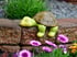 Grüne Schildkrötenfigur schläft auf einer Steinmauer, umgeben von lila und orangefarbenen Blumen im Garten.