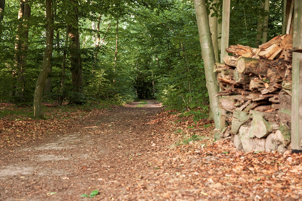 Wanderweg im Wald
