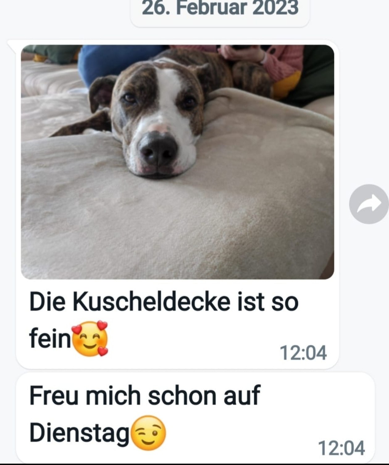 WhatsApp-Foto: Hund liegt auf der Optidee Kuscheldecke